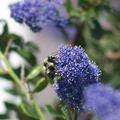 orange-rumped-bumblebee-Bombus-melanopygus-on-Ceanothus-oliganthus-in-garden-2012-04-27-IMG_4698.jpg