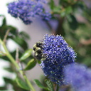 orange-rumped-bumblebee-Bombus-melanopygus-on-Ceanothus-oliganthus-in-garden-2012-04-27-IMG 4698