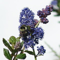 orange-rumped-bumblebee-Bombus-melanopygus-on-Ceanothus-oliganthus-in-garden-2012-04-27-IMG_4703.jpg
