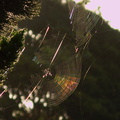 orb-web-iridescence-2009-09-11-IMG_3363.jpg