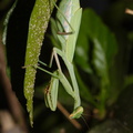 preying-mantis-in-garden-2014-10-04-IMG_0225..jpg