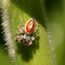 red-hunting-spider-on-corn