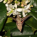 sphingid-moths-visiting-orange-tree-flowers-2009-02-28-IMG_2519.jpg