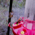 tarantula-wasp-using-hummingbird-feeder-2016-08-14-IMG_7224.jpg