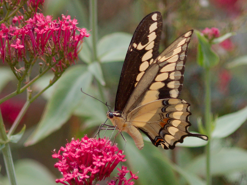 tiger-swallowtail-butterfly-Papilio-glaucus-in-garden-on-Centaurea-Jupiters-beard-2013-08-08-IMG_9805.jpg