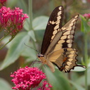 tiger-swallowtail-butterfly-Papilio-glaucus-in-garden-on-Centaurea-Jupiters-beard-2013-08-08-IMG 9805