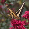 tiger-swallowtail-butterfly-Papilio-glaucus-in-garden-on-Centaurea-Jupiters-beard-2013-08-08-IMG 9829