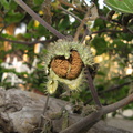 jimsonweed-capsule-seeds-dehisced-2008-11-15-IMG 1563
