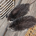 opossum-babies-2009-05-14-IMG_2789.jpg