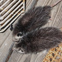 opossum-babies-2009-05-14-IMG 2789