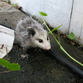 opossum-babies-2009-05-14-IMG_2799.jpg
