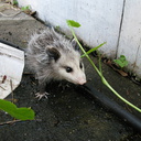 opossum-babies-2009-05-14-IMG 2799