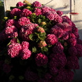 reddish-hydrangea-shrub-2012-06-22-IMG_2140.jpg