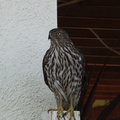 sharp-shinned-hawk-Accipiter-striatus-in-garden-2011-01-04-IMG_6872.jpg