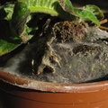 strepto-pot-with-fungus-lawn-2009-01--09-IMG_1666.jpg