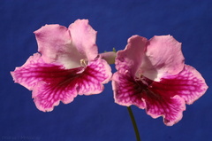 streptocarpus-pink-brocade-img 5684