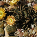 Aloinopsis-malherbei-giant-jewel-plant-copper-colored-flowers-garden-2013-03-09-IMG 0270