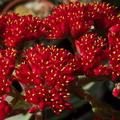 Crassula-falcata-brilliant-red-flowers-propeller-plant-2010-09-29-IMG_6499.jpg