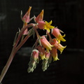 Echeveria-pink-yellow-inflorescence-2009-01-28-IMG 1728