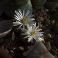 Lithops-sp-stone-plant-white-flowered-2012-12-06-IMG_2908.jpg