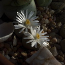 Lithops-sp-stone-plant-white-flowered-2012-12-06-IMG 2908