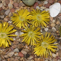 Lithops-sp-stone-plants-yellow-flowered-2012-10-27-IMG_6758_1.jpg