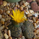 Lithops-sp-yellow-flowered-2009-12-15-IMG 3575