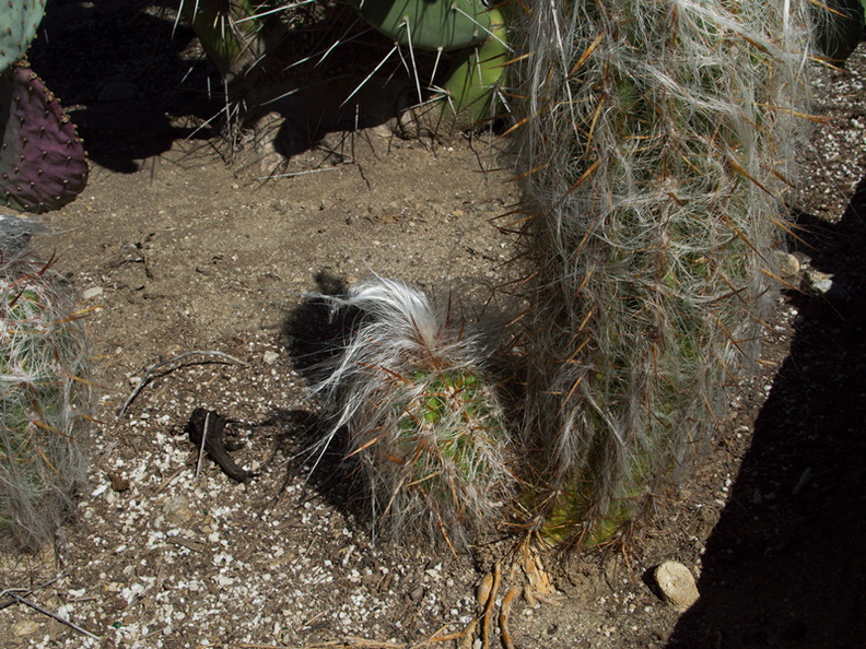 Oreocereus-trollii-old-man-cactus-Santa-Paula-shop-2009-10-23-IMG_3421.jpg