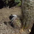 Oreocereus-trollii-old-man-cactus-Santa-Paula-shop-2009-10-23-IMG 3421