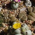 Pleispilos-jade-stone-plants-purple-and-yellow-flowers-2013-11-15-IMG_3061.jpg