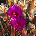 cactus-indet-magenta-flowered-Santa-Paula-shop-2009-10-23-IMG_3417.jpg