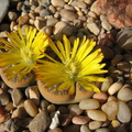 lithops-flowering-yellow-2008-10-11-IMG 1430