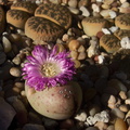 purple-flowered-pinkish-stone-plant-2012-08-30-IMG_2745.jpg
