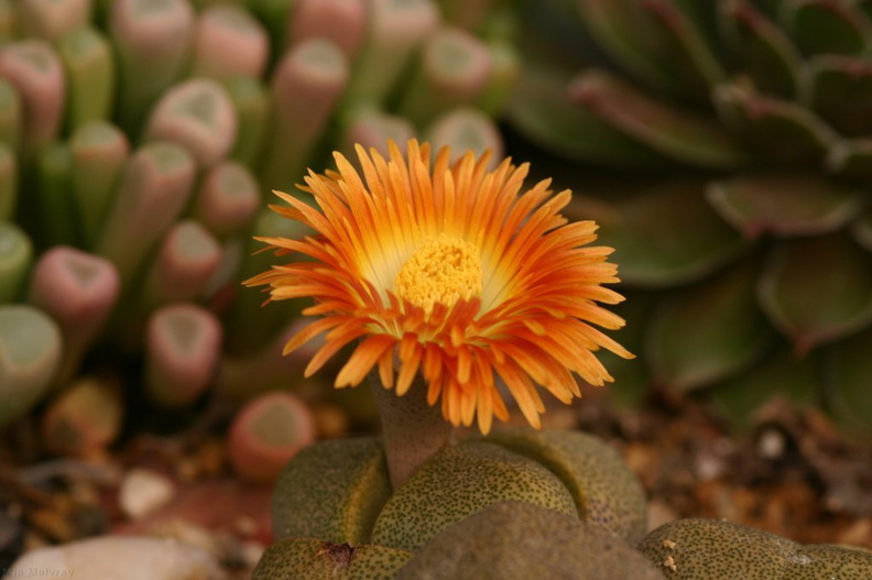 stone-plant-flowering-pleiospilos-speckled-orange-4