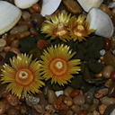 succulent-tiny-stubby-yellow-orange-1
