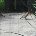 very-juvenile-hooded-oriole-in-garden-2012-07-11-IMG_2201.jpg
