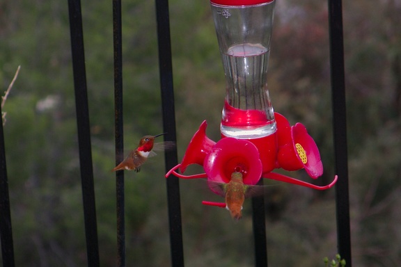Allens-rufous-male-hummingbirds-at-garden-feeder-Moorpark-2018-03-13-IMG 8736