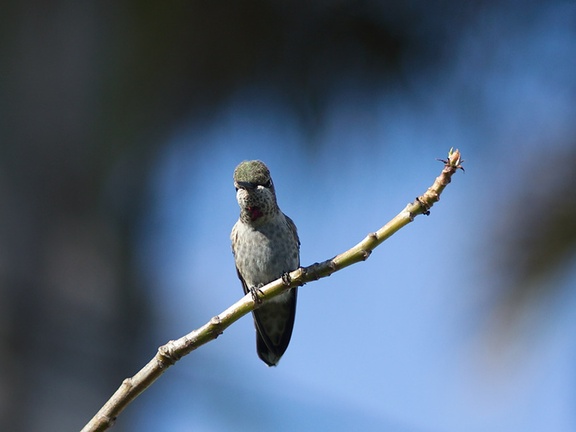 Annas-hummingbird-in-garden-2012-04-27-IMG 4708