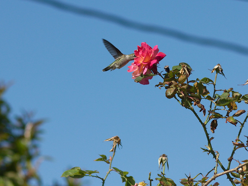 Annas-hummingbird-visiting-peace-rose-in-garden-2012-04-27-IMG_4712.jpg