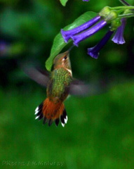 allens-hummingbird-late may2006-6-sm