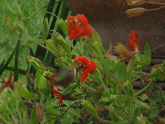allens-hummingbird-visiting-scarlet-mimulus-2008-07-28-IMG 1017