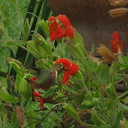 allens-hummingbird-visiting-scarlet-mimulus-2008-07-28-IMG 1017