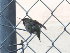 annas-hummingbird-male-scratching-head-2011-10-04-IMG 9804