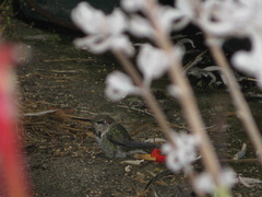 annas-hummingbird-sitting-on-ground-2008-09-12-IMG 1324