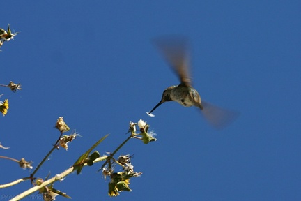 annas-hummingbird-sow-thistle-nest-material-2008-03-17-img 6470