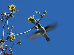 annas-hummingbird-sow-thistle-nest-material-2008-03-17-img 6471