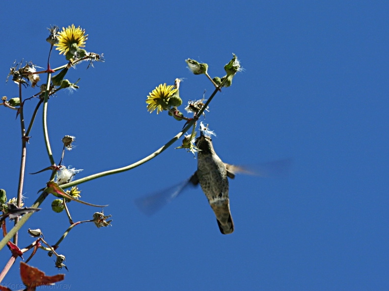 annas-hummingbird-sow-thistle-nest-material-2008-03-17-img_6472.jpg