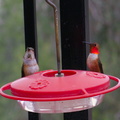female-and-male-Allens-hummingbirds-at-garden-feeder-Moorpark-2018-03-13-IMG 8713