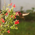 hummingbird-anna s-male-at-sage-6