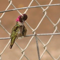 hummingbird-anna s-male-preening-fence-2